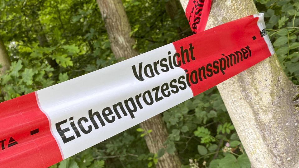 Von Mai bis August werden vielerorts Parks und Wälder wegen der EPS-Raupen gesperrt.