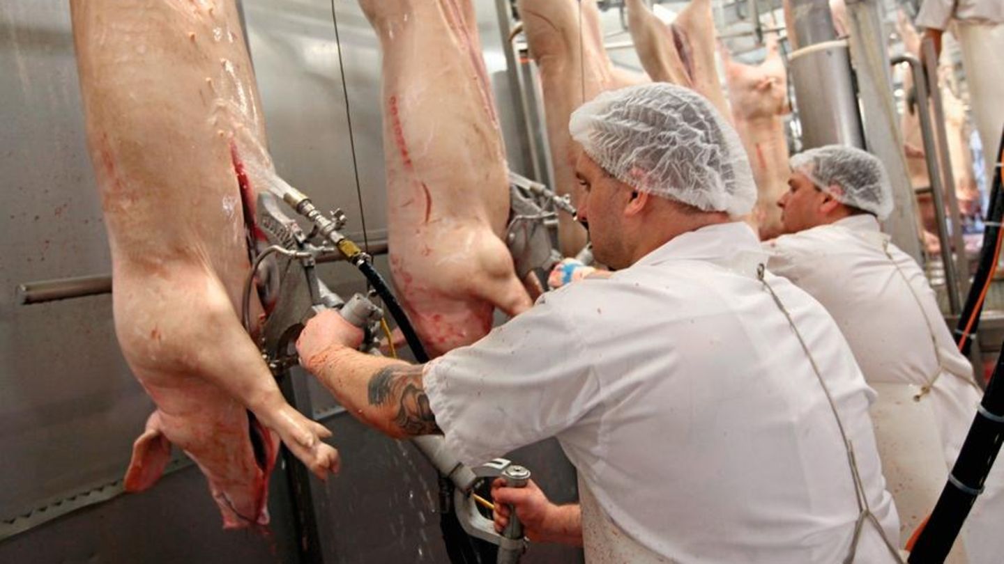 Risiko Tierzerlegung: schwere Arbeit, wenig Abstand