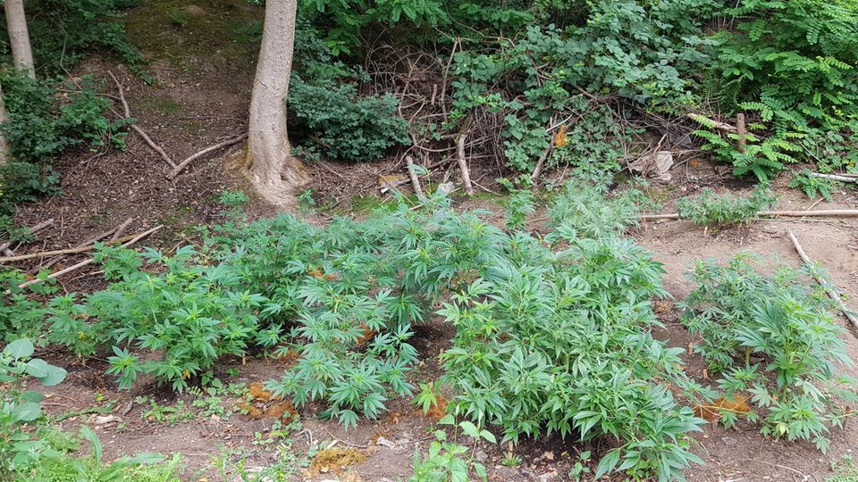 Cannabispflanzen auf einer Waldlichtung in Neuss