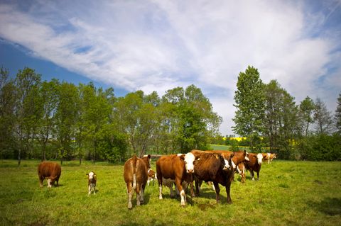 Kühe grasen auf einer Weide