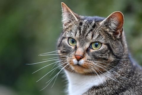 Foto einer Hauskatze