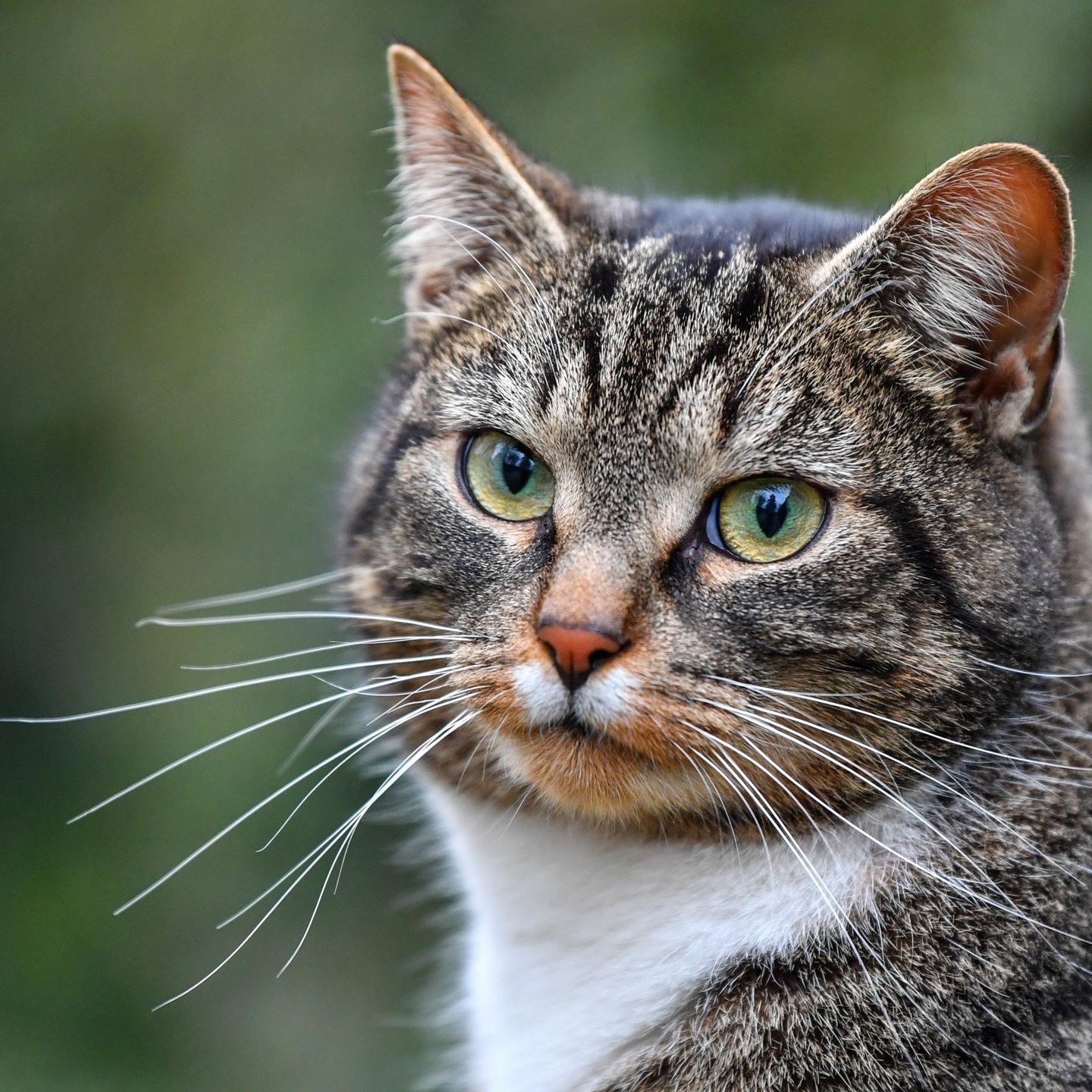 Tierfotos beim Online-Dating: Männer mit Katzen kommen schlechter an |  STERN.de