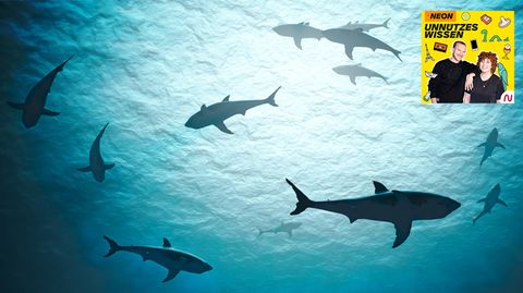 Unnützes Wissen – Tiere: Der Mensch fischt jährlich etwa 100 Millionen Haie – so groß ist das Problem des Haisterbens wirklich