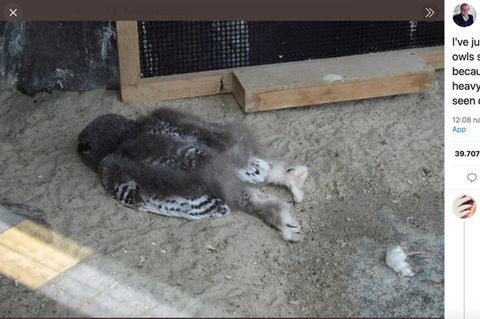 Eine Baby-Eule-schläft auf dem Bauch