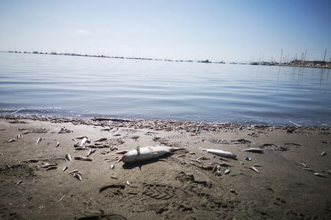 Rätselhaftes Fischsterben entlang der Elbe