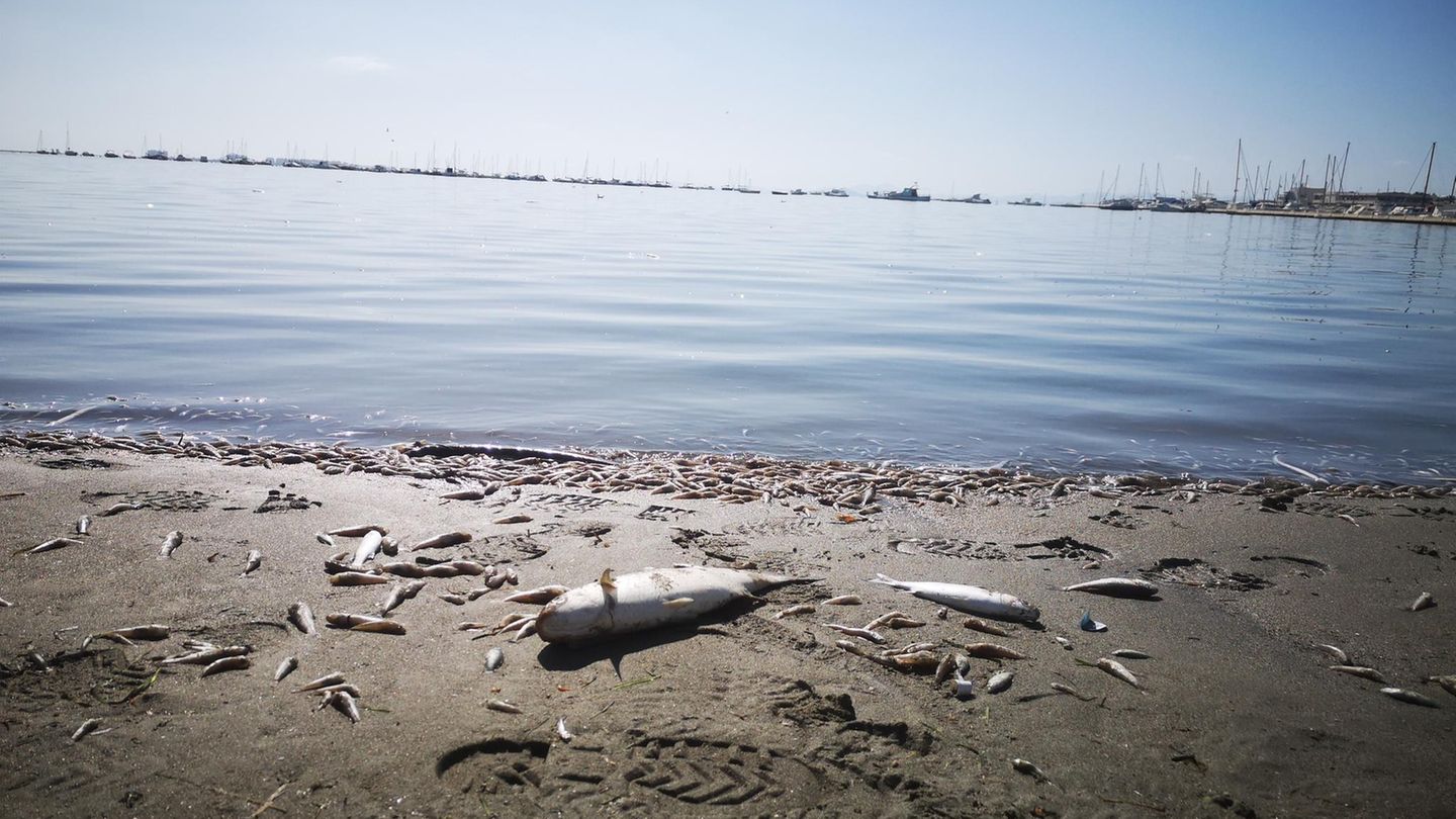 Rätselhaftes Fischsterben entlang der Elbe