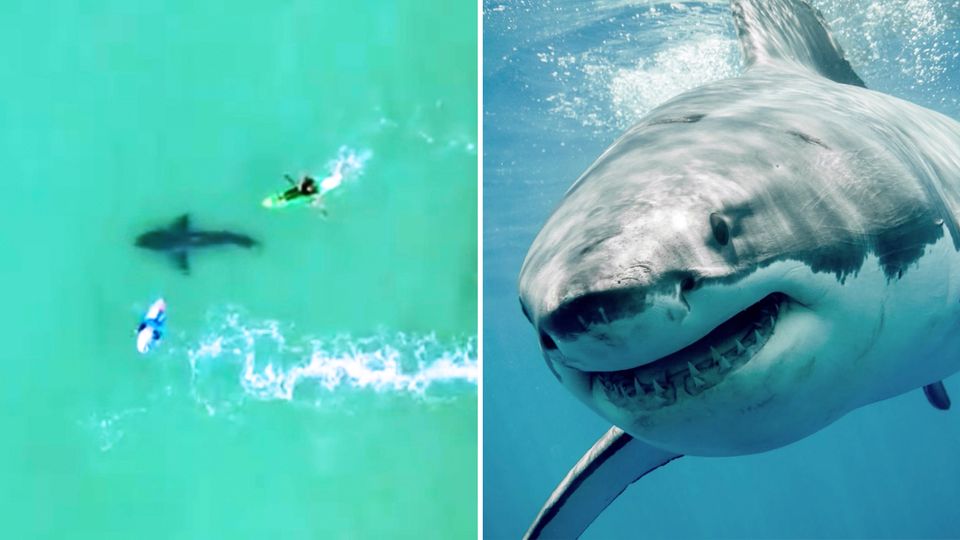 Ein Weißer Hai kommt einer Gruppe Surfer bedrohlich nahe.