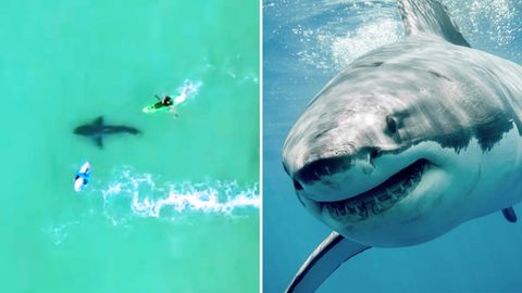 Ein Weißer Hai kommt einer Gruppe Surfer bedrohlich nahe.