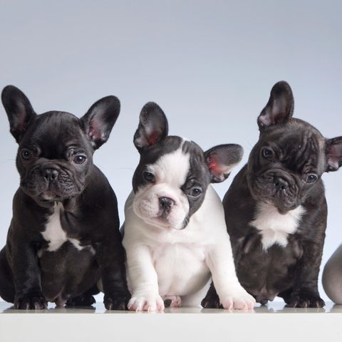 An Bord der Boeing 767 befanden sich 500 Welpen, darunter auch 200 französische Bulldoggen