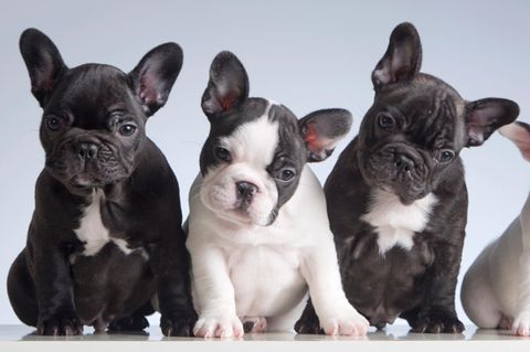 An Bord der Boeing 767 befanden sich 500 Welpen, darunter auch 200 französische Bulldoggen