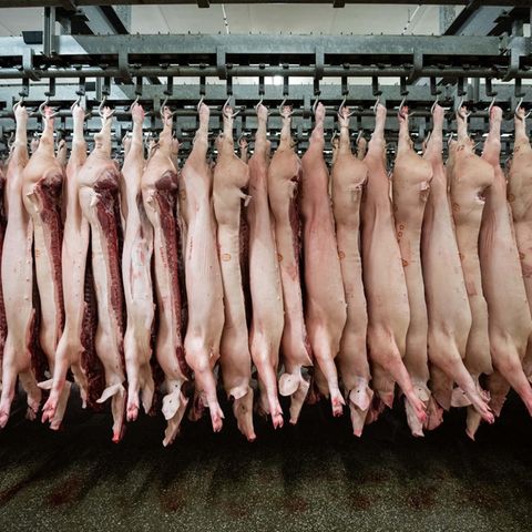 Halbe Schweine hängen in einem Schlachthof an Haken