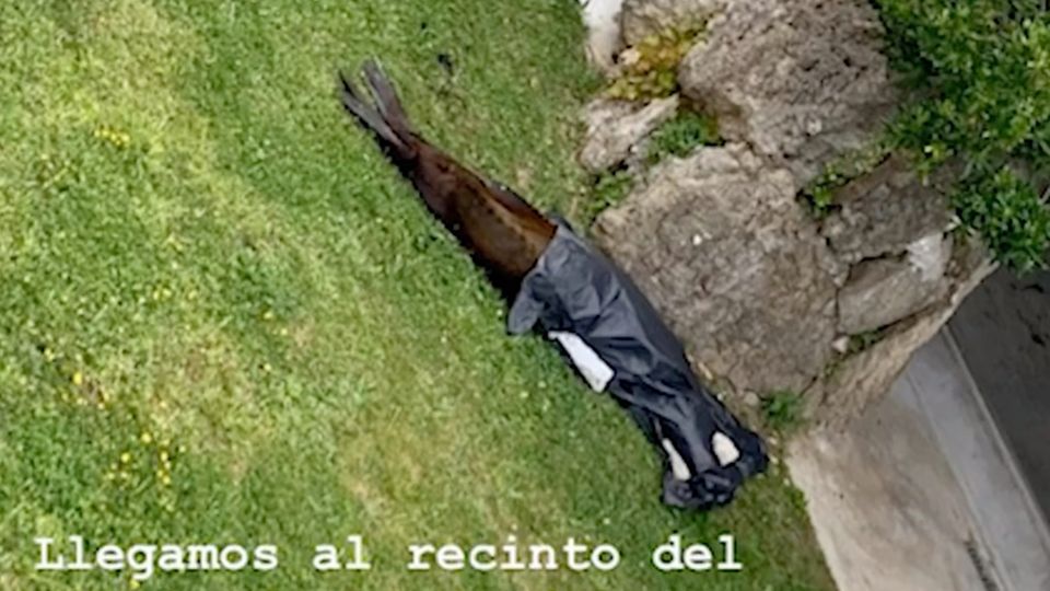 Influencerin postet erschreckende Bilder: Unhaltbare Zustände in spanischem Zoo