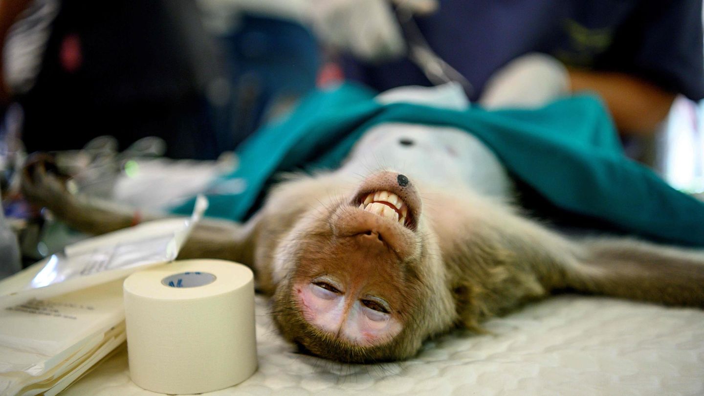 Lopburi: Regierung in Thailand lässt Hunderte Affen sterlisieren