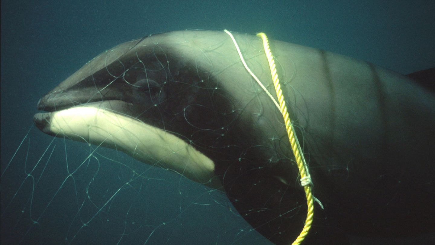 Ein Delfin mit Fangleine und Fangnetz schwimmt im Meer