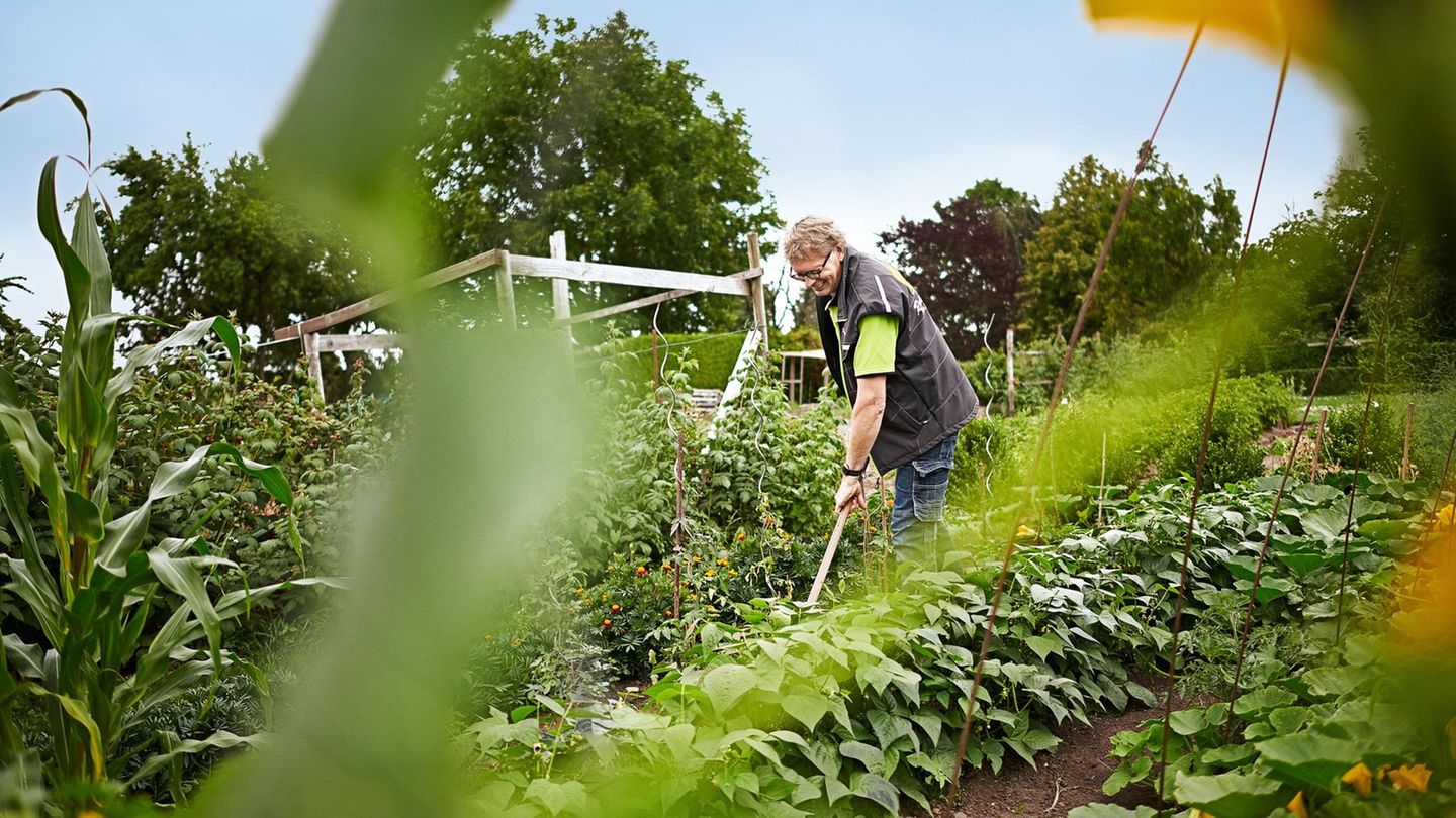 René Wadas im heimischen Garten René Wadas ist Pflanzenarzt und plädiert für möglichst wenig Gift im Garten