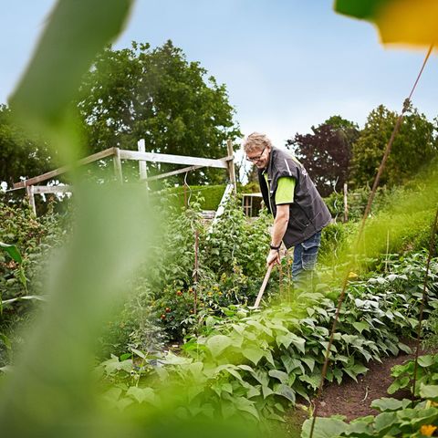 René Wadas ist Pflanzenarzt und plädiert für möglichst wenig Gift im Garten