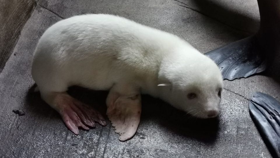 Nachrichten aus Deutschland – Albino-Seelöwenbaby in Hamburg geboren Nachrichten aus Deutschland – Albino-Seelöwenbaby in Hamburg geboren