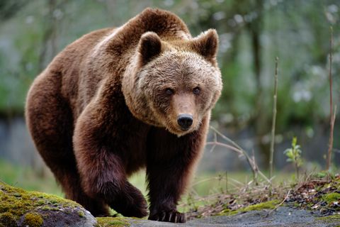 Braunbär