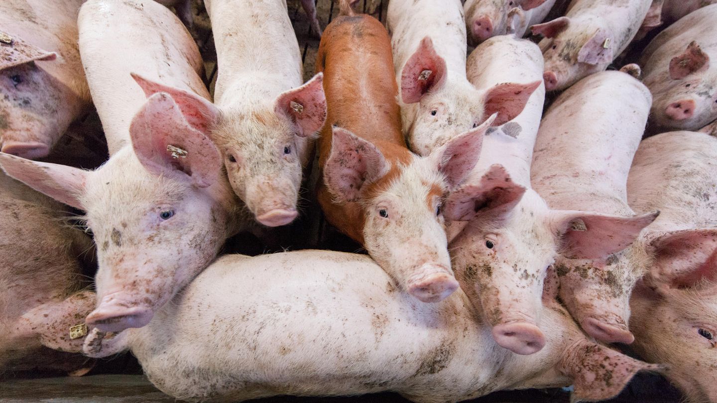 Schweinmast: Neue Art von Schweinegrippe in China