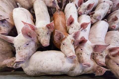 Schweinmast: Neue Art von Schweinegrippe in China