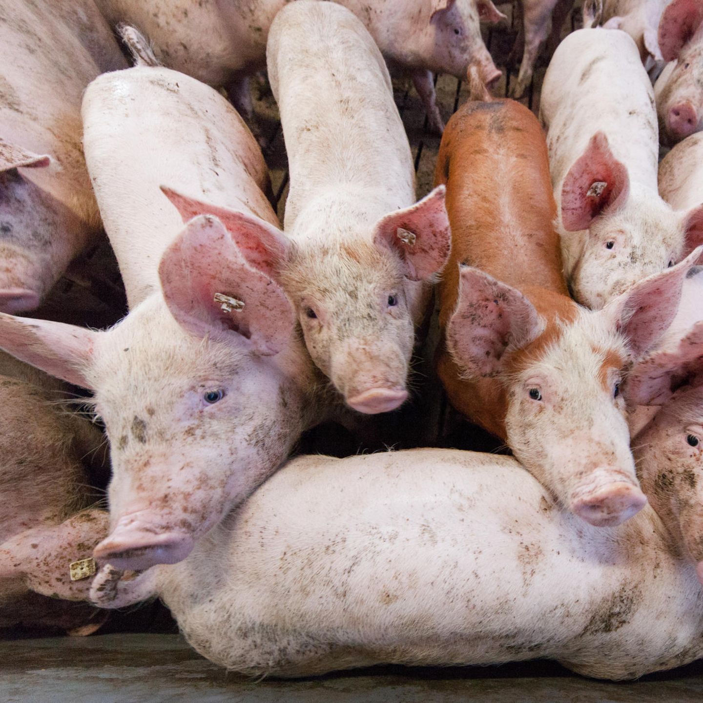 Forscher Berichten Uber Auffalliges Schweinevirus Unklares Pandemie Risiko Stern De