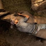 Die Neuansiedlung von Spitzmaulnashörnern