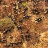 Die Elefanten im Zakouma-­Nationalpark