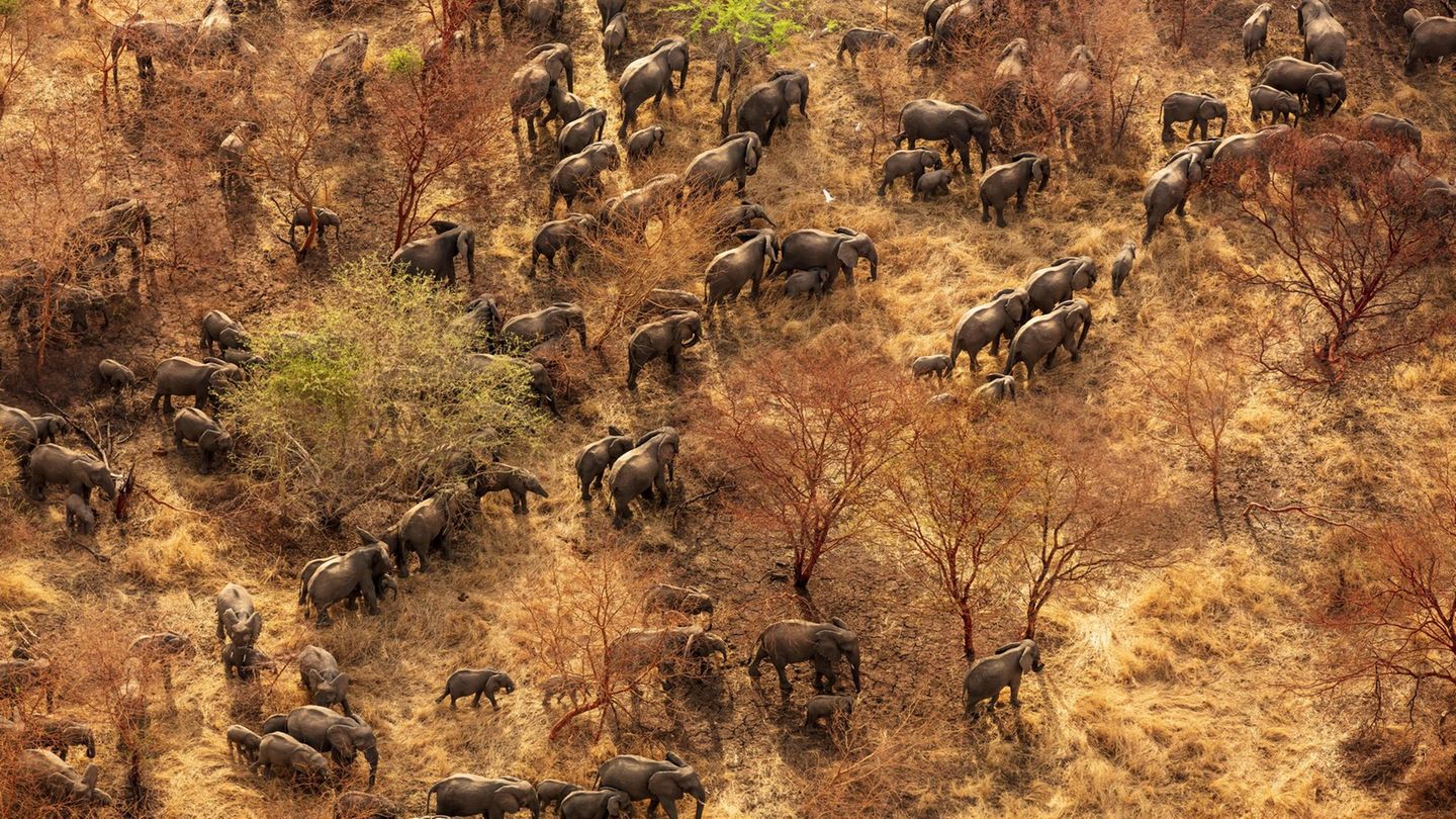 Die Elefanten im Zakouma-­Nationalpark