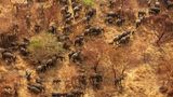 Die Elefanten im Zakouma-­Nationalpark