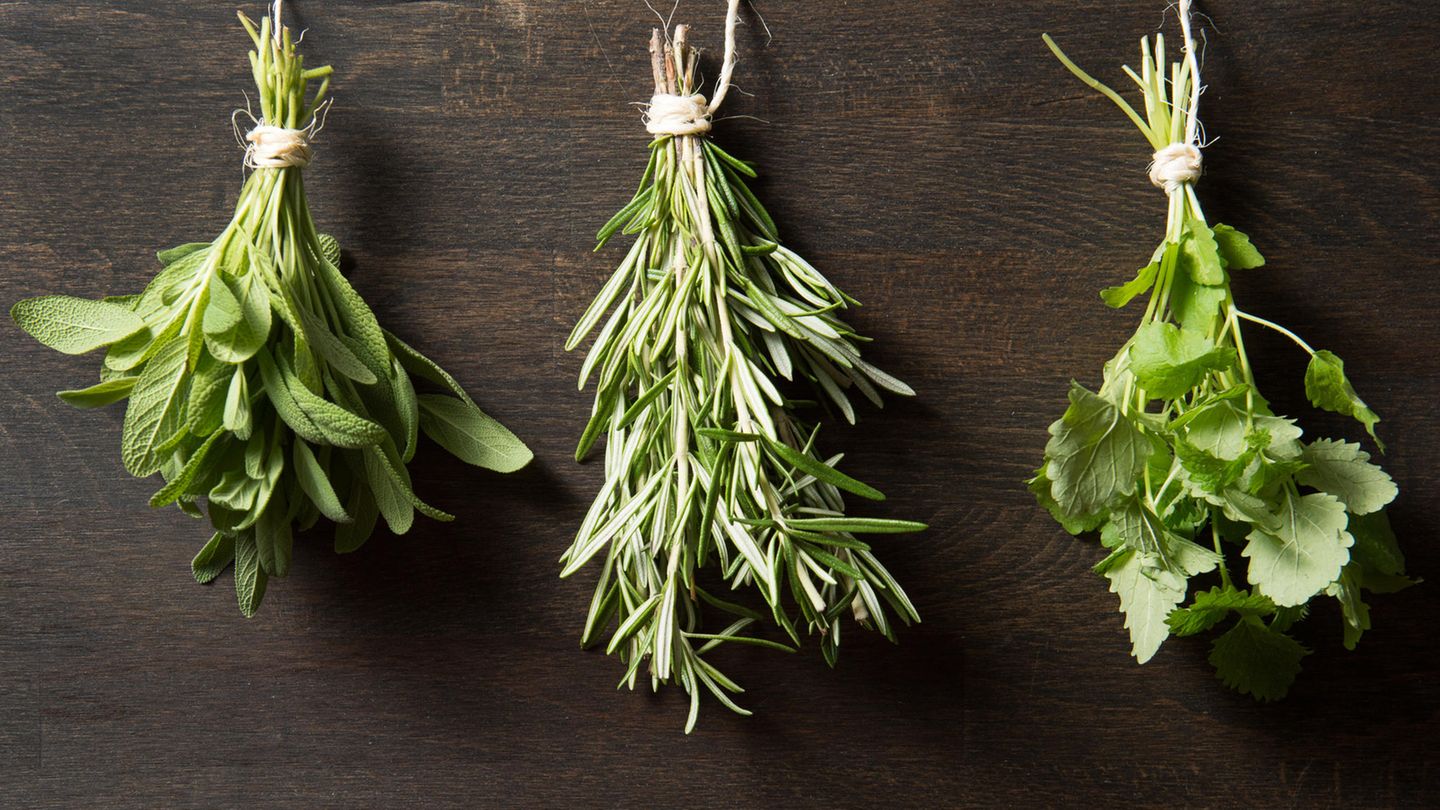 Kräuter trocknen: Drei Kräuterbünde hängen kopfüber an einer Wand