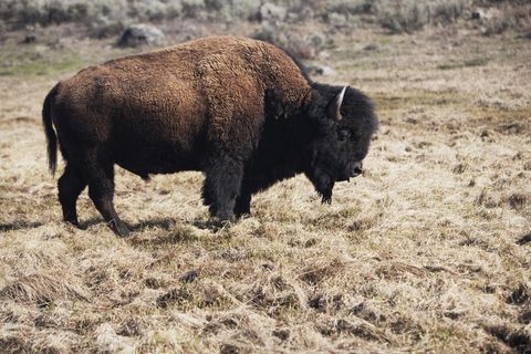 Männliche Bisons können bis zu 900 Kilogramm schwer werden
