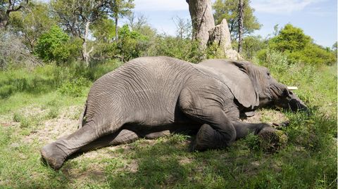 Schlafender Elefant in Botswana