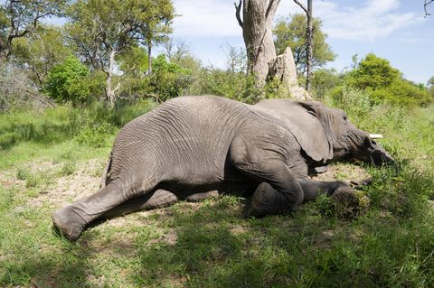 Schlafender Elefant in Botswana