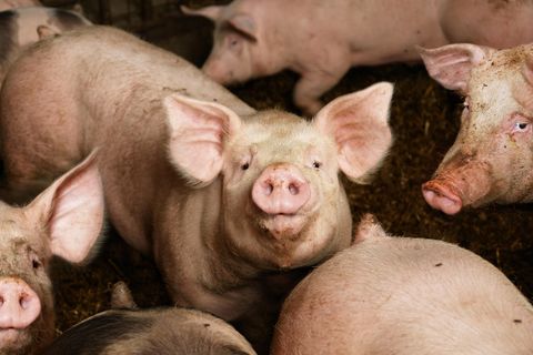 Schweine im Stall