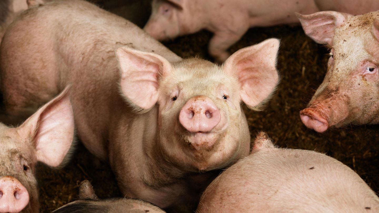 Schweine im Stall