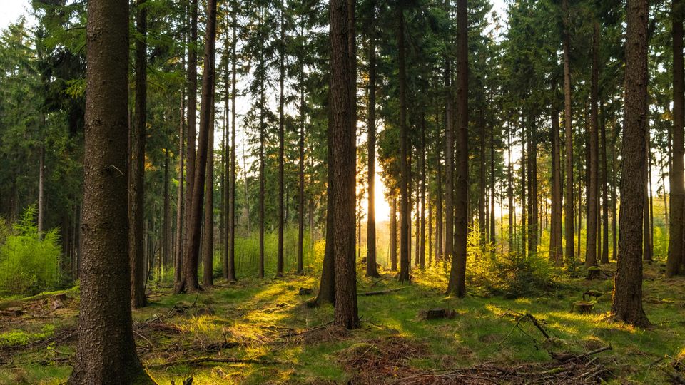 Alte Wälder haben eine enorme Bedeutung im Kampf gegen den Klimawandel