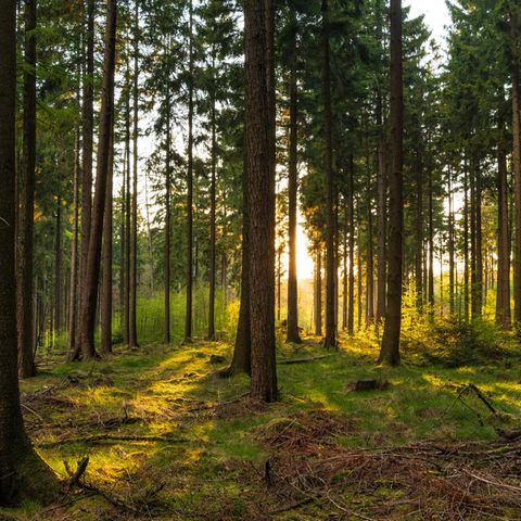 Alte Wälder haben eine enorme Bedeutung im Kampf gegen den Klimawandel