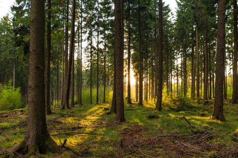 Alte Wälder haben eine enorme Bedeutung im Kampf gegen den Klimawandel