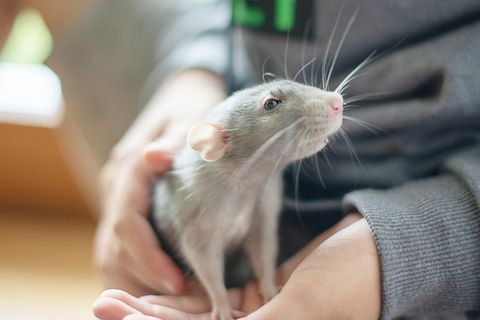 Ein Junge hält eine Ratte