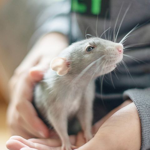 Ein Junge hält eine Ratte