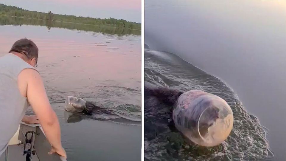 Mann befreit Bär auf dem Marsh-Miller Lake im US-Bundesstaat Wisconsin Mann befreit Bär auf dem Marsh-Miller Lake im US-Bundesstaat Wisconsin