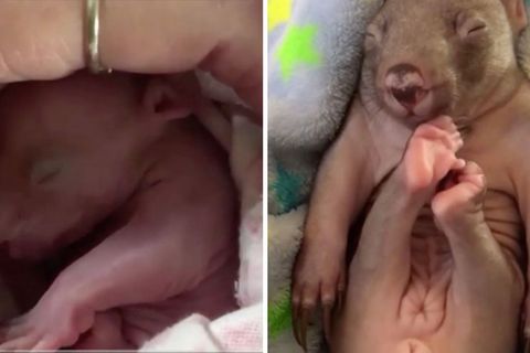 Tierschutz-Charity "Act Wildlife": Vor sicherem Tod gerettet: Frau zieht Baby-Wombat zu Hause groß