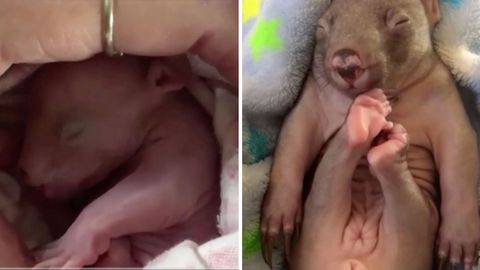 Entbindung in letzter Minute: Tierschützerin rettet Baby-Wombat aus toter Mutter