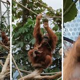 Der Zoom ist beeindruckend. Mit der 3x-Linse holt man die Orang-Utan-Mama und ihr Junges in Hagenbeks Tierpark bereits sehr nah heran, beim 10x-Zoom steht sie quasi vor einem - ohne, dass die Bildqualität leidet. Vergrößert man auf 100x sieht das schon anders aus: Vom Affen-Säugling sind nur noch einige Pixel zu erkennen.