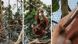 Der Zoom ist beeindruckend. Mit der 3x-Linse holt man die Orang-Utan-Mama und ihr Junges in Hagenbeks Tierpark bereits sehr nah heran, beim 10x-Zoom steht sie quasi vor einem - ohne, dass die Bildqualität leidet. Vergrößert man auf 100x sieht das schon anders aus: Vom Affen-Säugling sind nur noch einige Pixel zu erkennen.