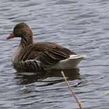 Scharfe, kontrastreiche Bilder mit realistischen Farben -  das können mittlerweile viele Smartphone-Kameras. Dass dieses Bild trotzdem etwas Besonderes ist, liegt an der Zoom-Kamera: Es wurde aus 15 Metern Entfernung geschossen. Nur die 10x-Linse konnte die Gans so nah heran holen.