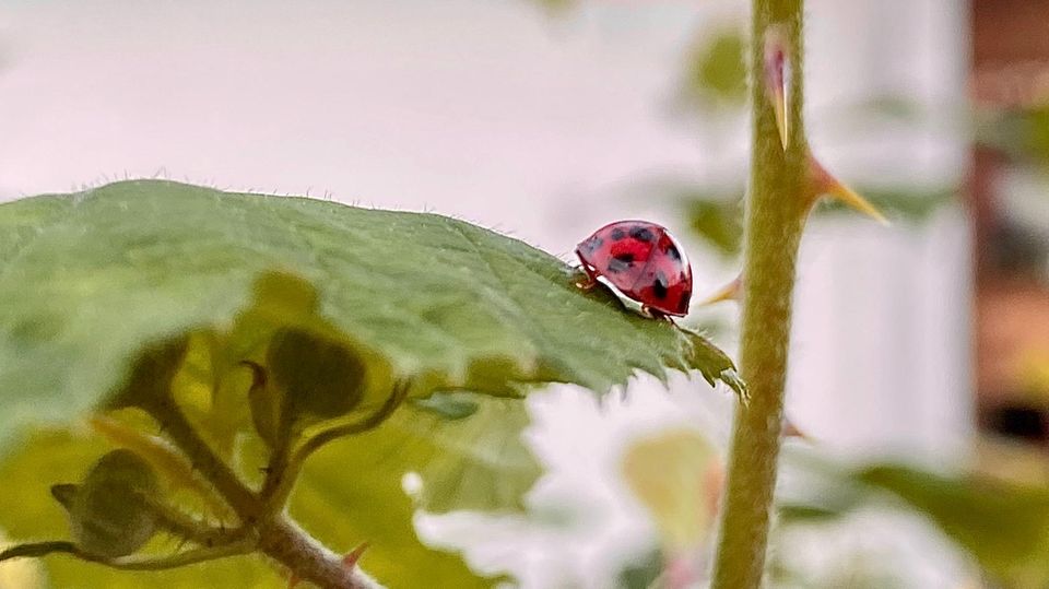 Schädlingsbekämpfung: Mit dem Frühling kommen die Blattläuse. Mein Versuch: Marienkäfer aus dem Internet