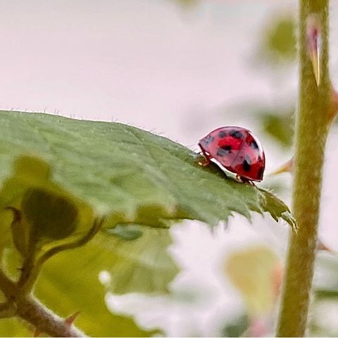 Schädlingsbekämpfung: Mit dem Frühling kommen die Blattläuse. Mein Versuch: Marienkäfer aus dem Internet