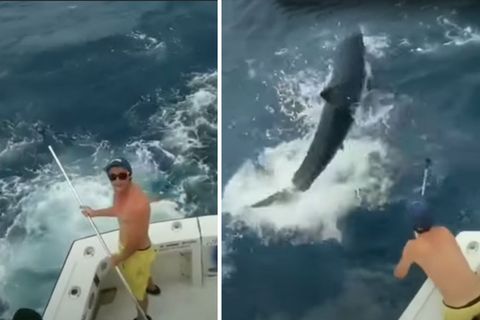 Miami: Hai springt urplötzlich aus dem Meer - und verpasst Angler einen Riesenschreck