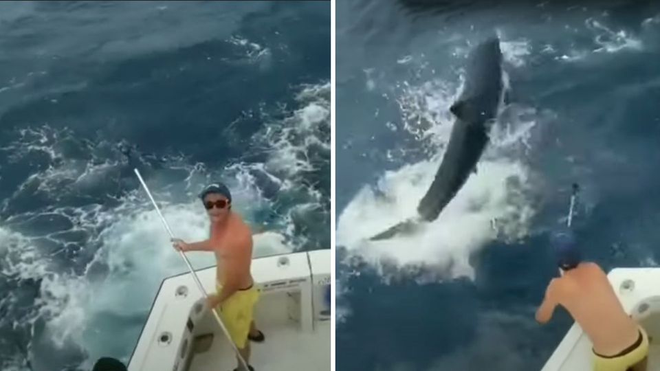 Miami: Hai springt urplötzlich aus dem Meer - und verpasst Angler einen Riesenschreck Miami: Hai springt urplötzlich aus dem Meer - und verpasst Angler einen Riesenschreck